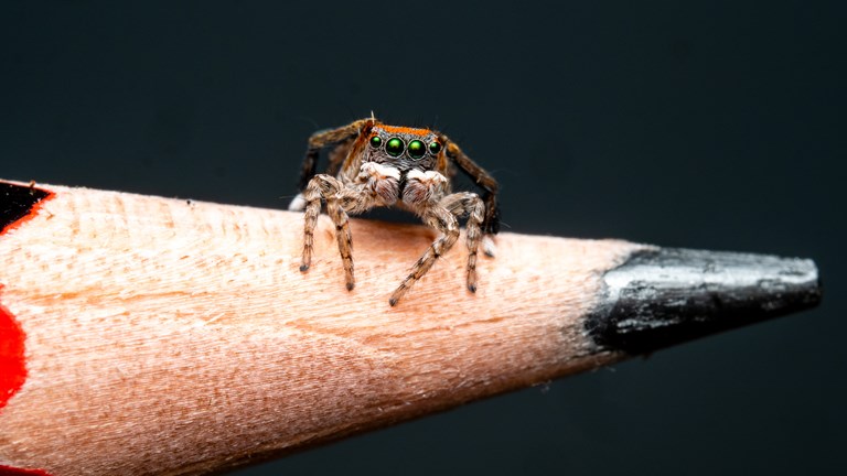 A tiny orange and brown peacock spider sitting on the tip of a lead pencil