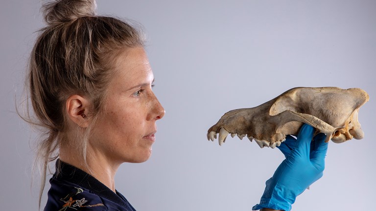 A scientist holding a wolf skull