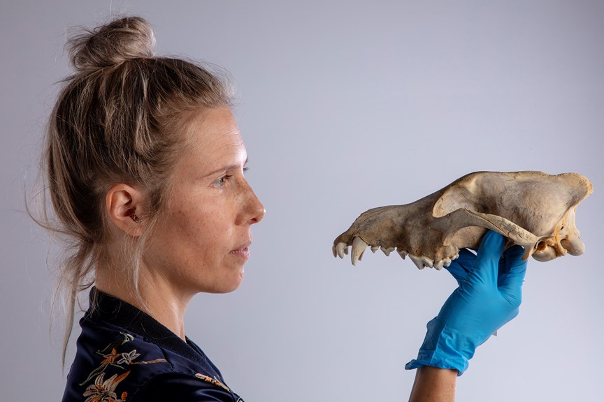 A scientist holding a wolf skull