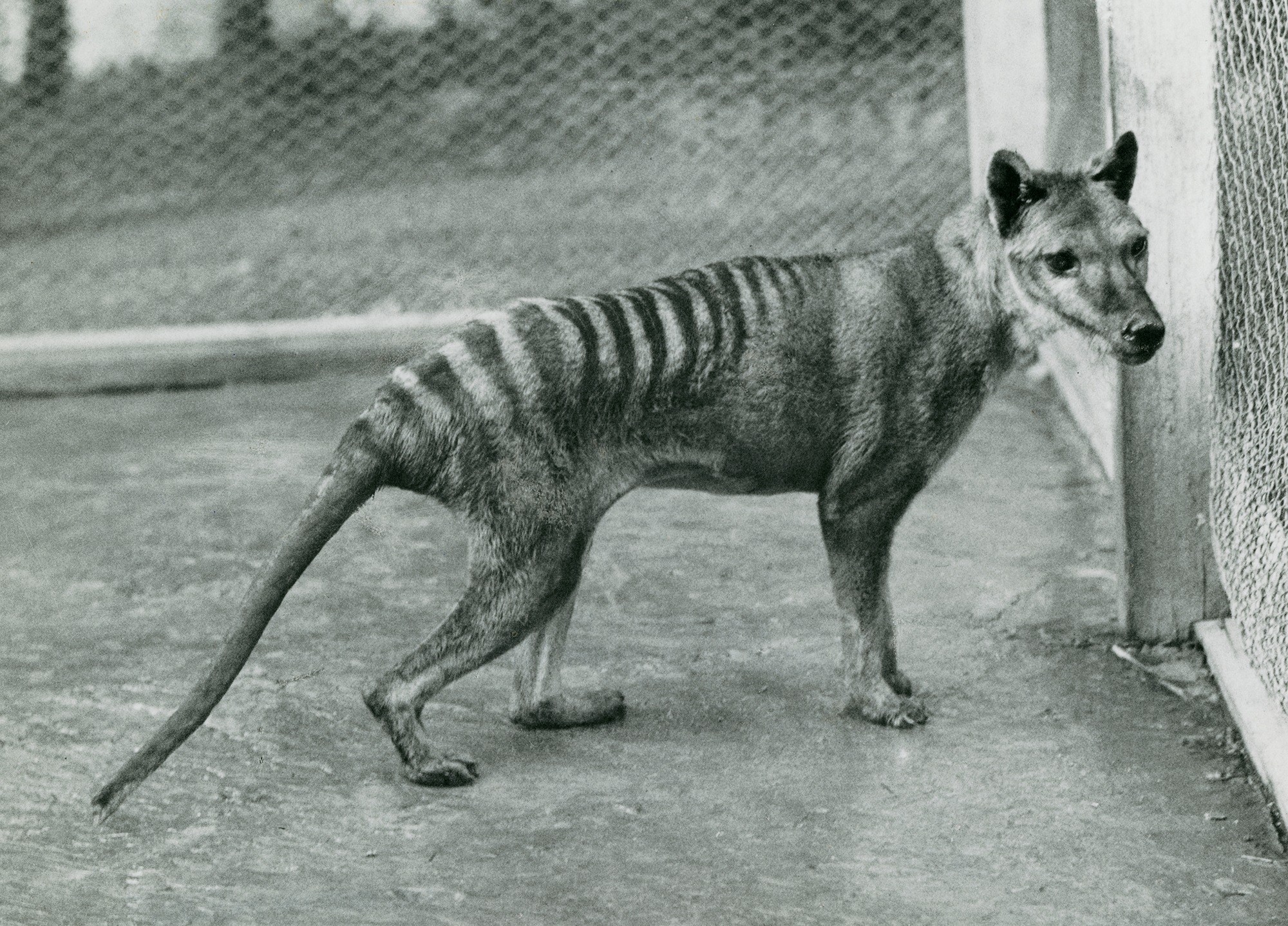 Tasmanian Tiger: lessons from the last of its kind - Museums Victoria