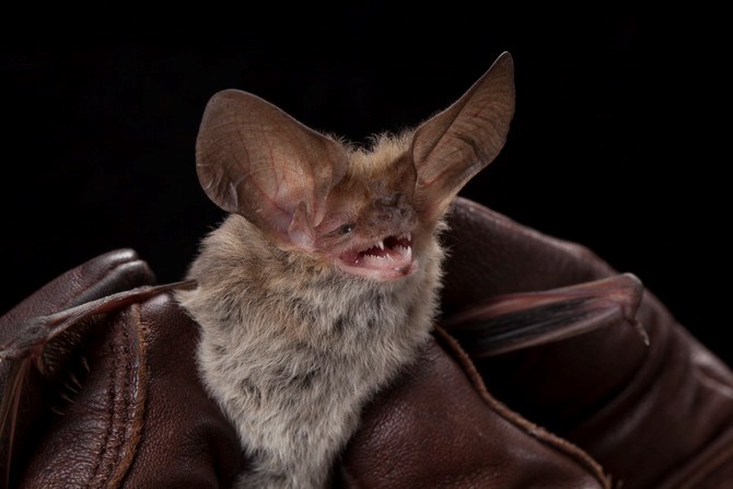 Close shot of a small bat with big ears 