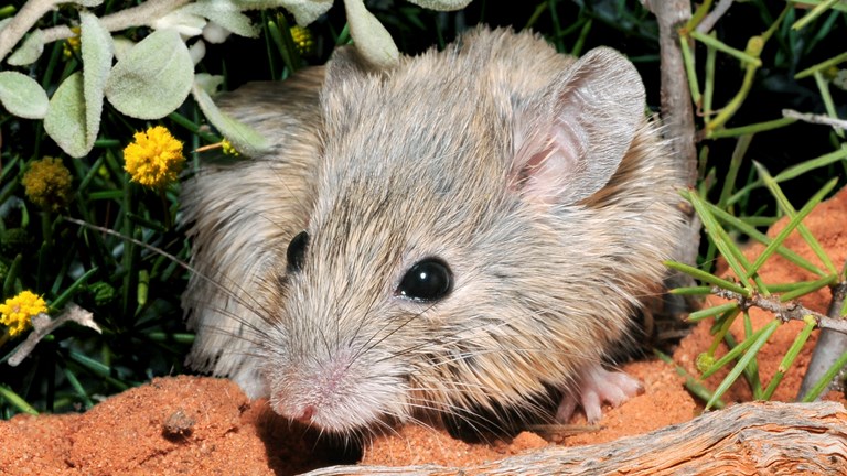 a closeup of a cute mouse