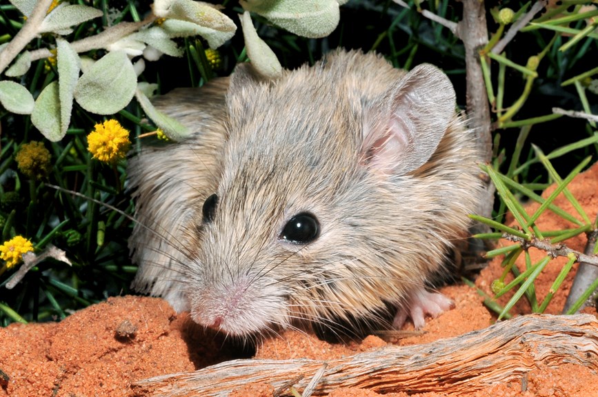 a closeup of a cute mouse