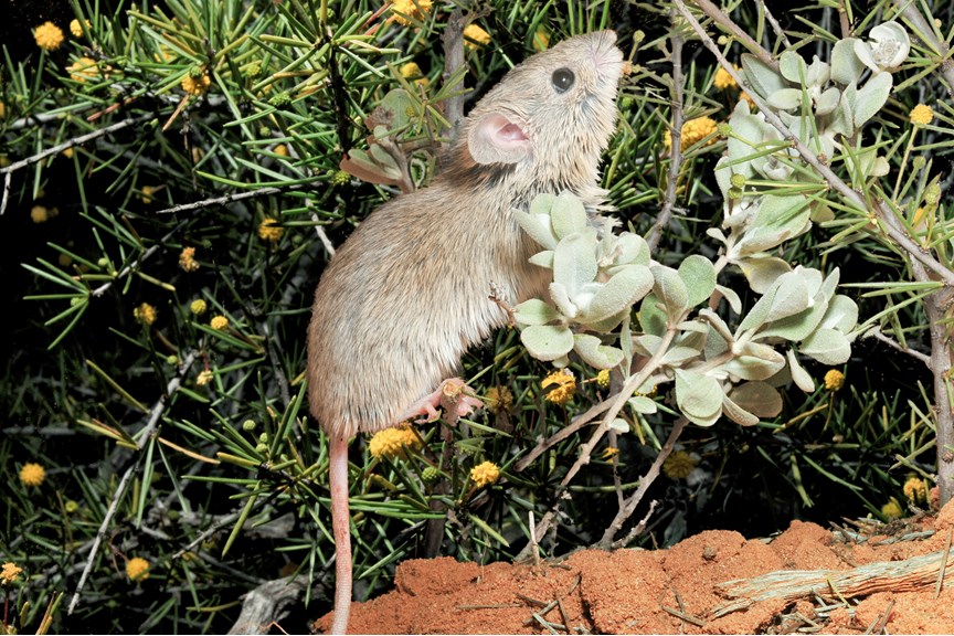 a small mouse climbing in a bush