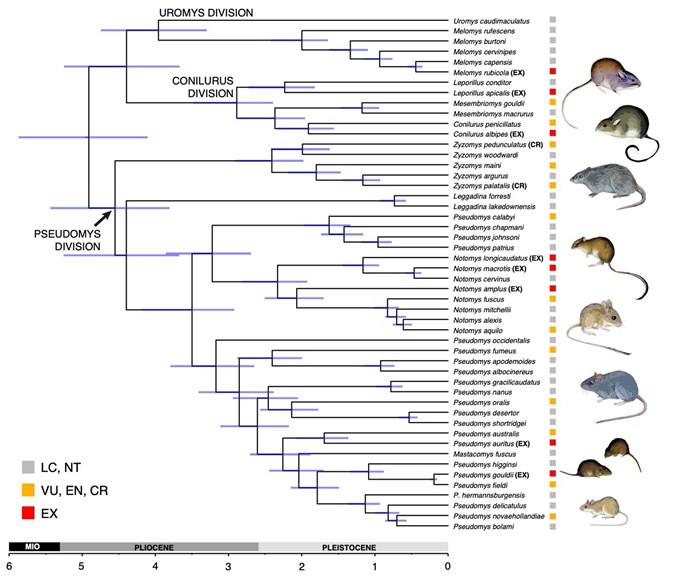 a chart showing the evolutionary relationships of Australian native rodents