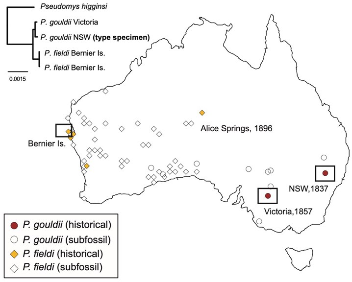 a map of Australia with data plots showing where a native mouse was previously found 