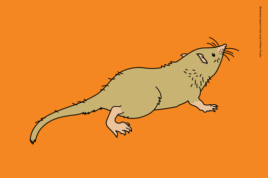 Illustration of Bishops whitmorei