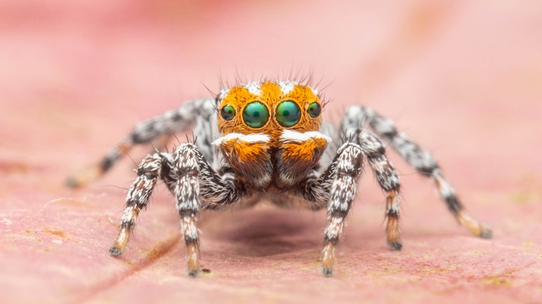 a closeup of a small orange coloured spider with big eyes