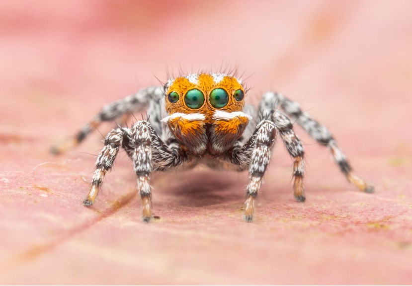a closeup of a small orange coloured spider with big eyes