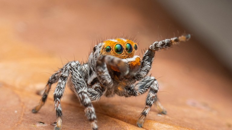 a closeup of a small orange coloured spider with big eyes pointing of its legs