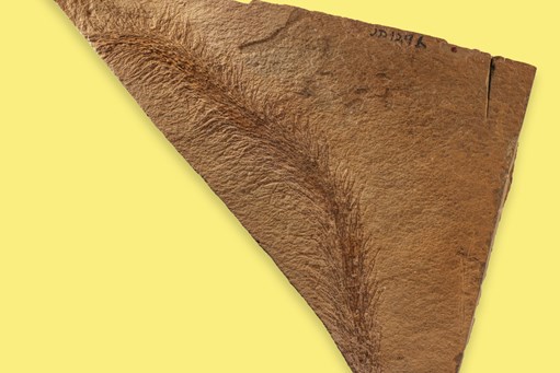 Photograph of a fossil of Baragwanathia