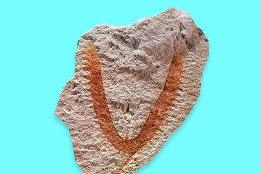 Photograph of a fossil of Isograptus victoriae