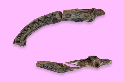 Photograph of a fossil of <em>Koolasuchus cleelandi</em>