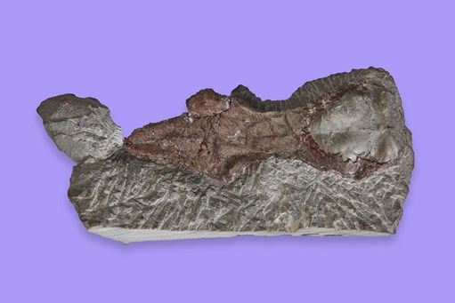 Photograph of a fossil of Leaellynasaura