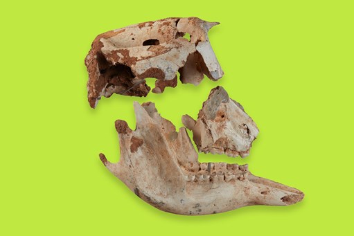 Photograph of a fossil of <em>Palorchestes azael</em>