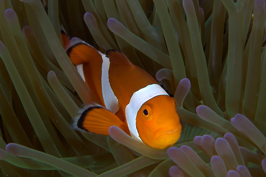 an orange and white striped fish surrounded by green and purple tendrils