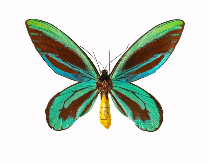 A large butterfly with green and, in parts, blue wings