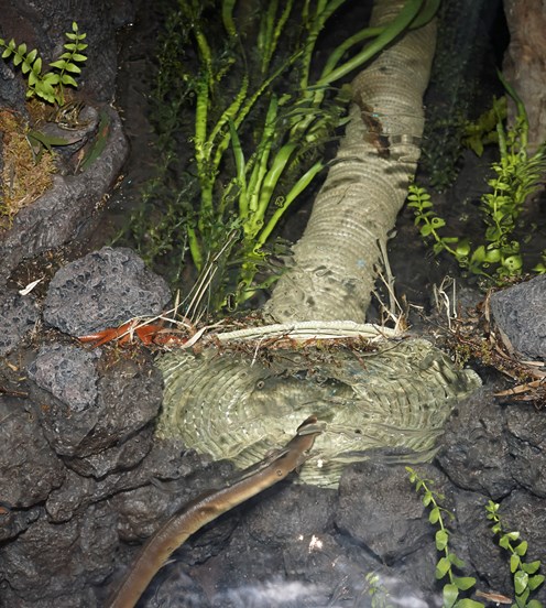 Kooyang (eel) diorama, demonstrating how eel traps were used by Indigenous people in Victoria.