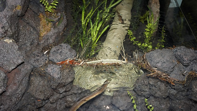 Kooyang (eel) diorama, demonstrating how eel traps were used by Indigenous people in Victoria.