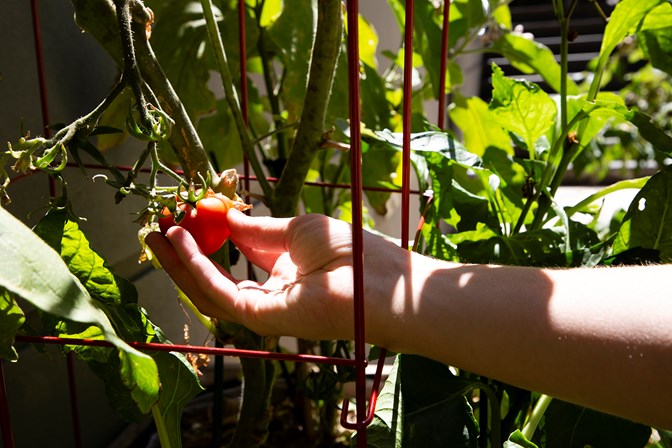 Hand picking a tomato from a vegetable garden bed at Immigration Museum.