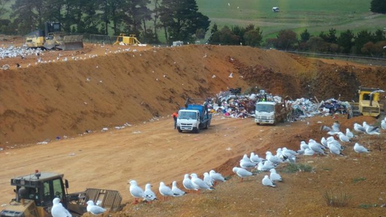 Land fill pit. Seagulls and large machine can be seen in the picture