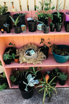 Small pot plants on orange bookshelf