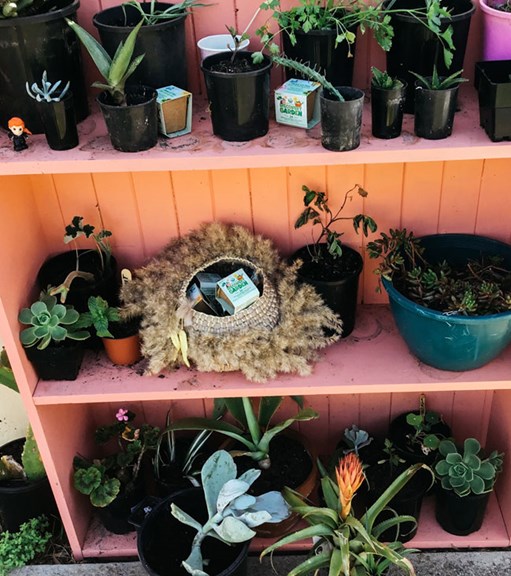 Small pot plants on orange bookshelf