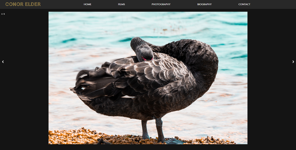 A screenshot of Conor’s website. A photograph of a black swan against blue water is featured.