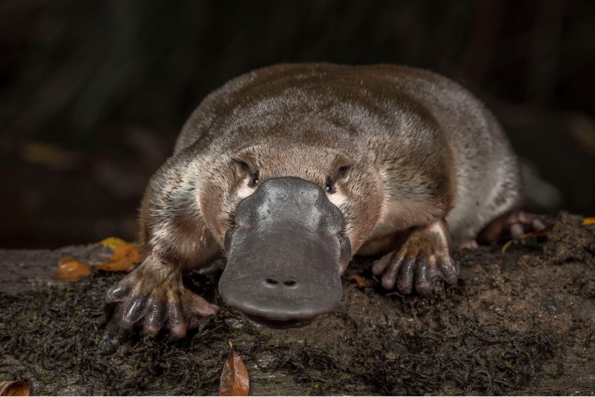 a platypus perched on a log