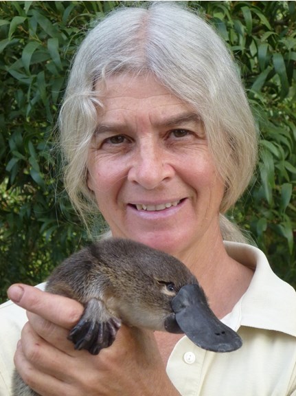a smiling silver haired woman holds a small platypus
