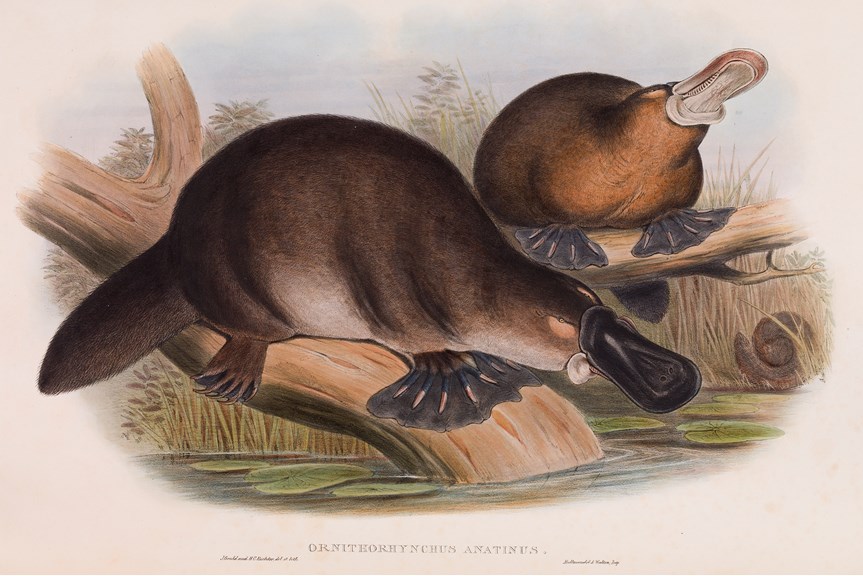 a drawing of two platypus on logs above water