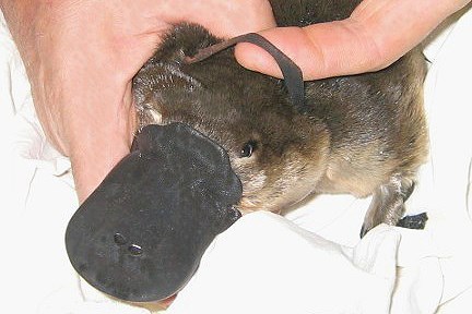 a small platypus with a rubber band around its neck