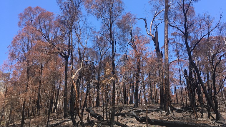 Forest of blackened, burned trees
