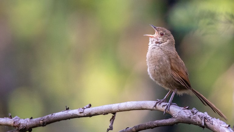 Bird singing