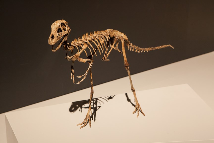 A small dinosaur skeleton on display at Melbourne Museum