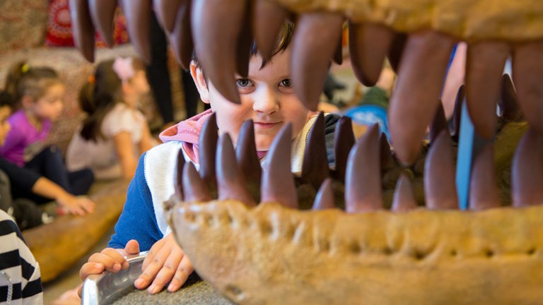 A small boy peering between the sharp teeth of a replica dinosaur skull
