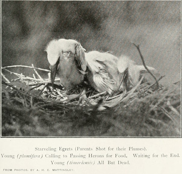 a ground of thin, white feathered bird in a nest