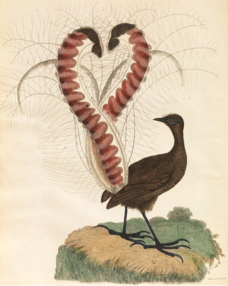 a drawing of a bird with spectacular tail feathers