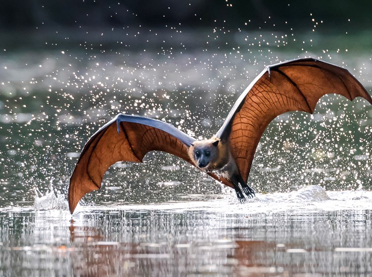 A bat flying low over water