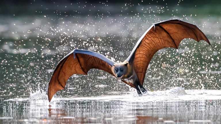 A bat flying low over water