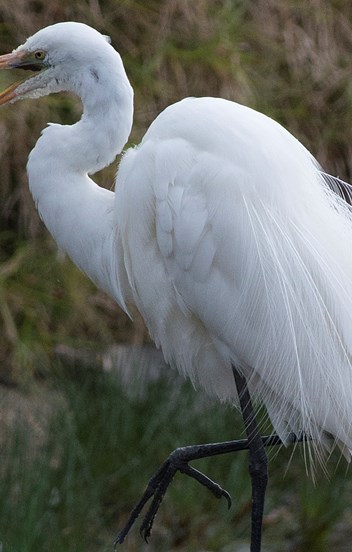 an elegant white bird wading in water