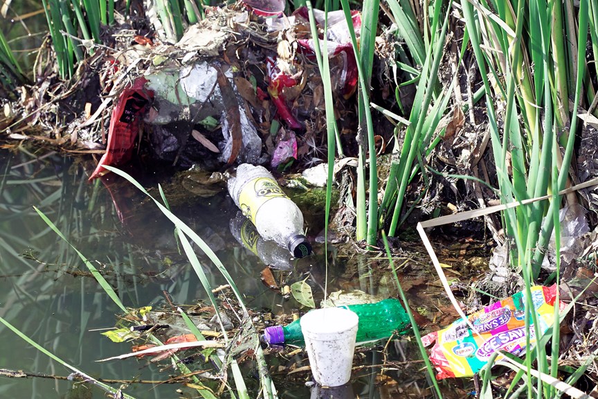 plastic bottles and other trash trapped amongst reeds in water