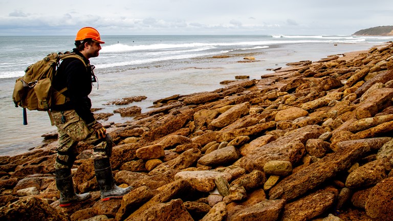 Senior Curator of Vertebrate Palaeontology Dr. Erich Fitzgerald looking for fossils on the Jan Juc foreshore.