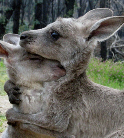 Two kangaroos in an embrace, in a bush clearing, St Andrews, October 2009. These kangaroos were made orphans due to the Black Saturday bushfires and are very close. Cooper (right) and Merlot (left), two young Grey Kangaroos, are standing within a bush clearing at Wildhaven Wildlife Shelter. Part of the Kinglake National Park can be seen in the background; with burnt tree trunks and new undergrowth visible.