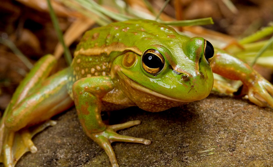 biodiversity-and-the-environment-museums-victoria