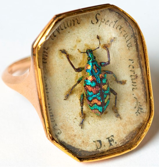 Gold ring containing colourful weevil