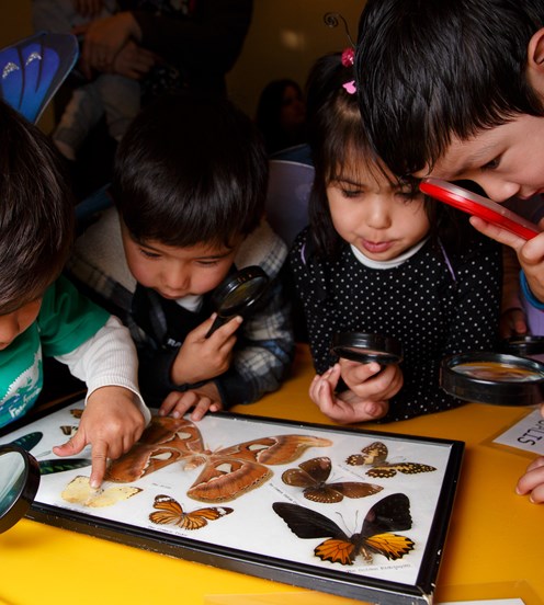 Children looking through magnifying glass at butterfly speciemens