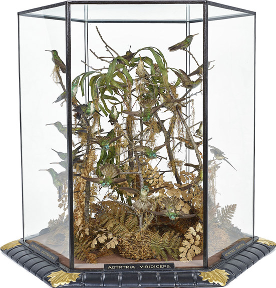 Glass case contain twigs and hummingbirds