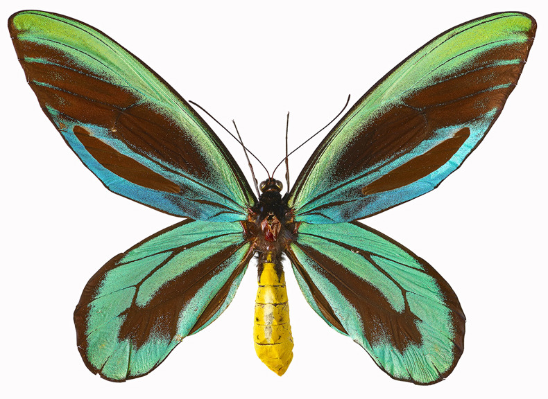 Butterfly with green, blue, and black wings