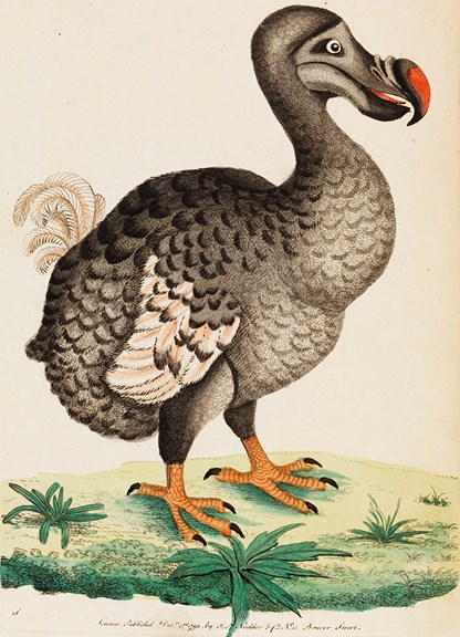 Coloured etching of dodo bird